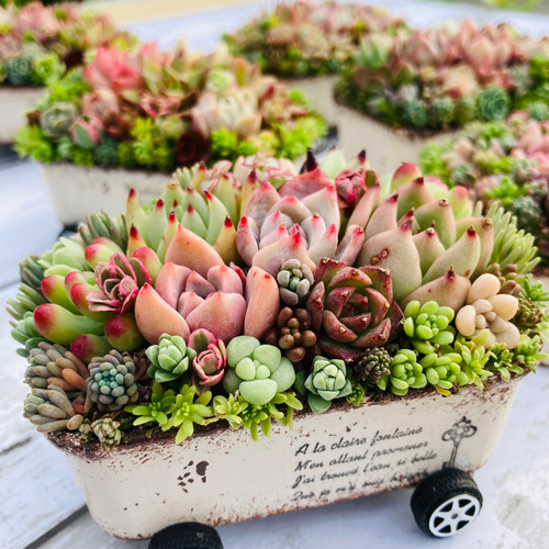 オーダー承ります 多肉植物寄せ植え そのまま飾れる ちま寄せ花車 多肉