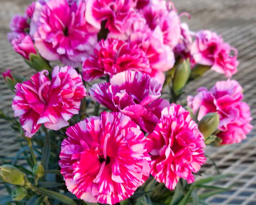 32ff9515e2a61b43daf76ae1fa6594