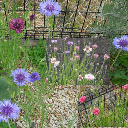 種 矢車草 30粒 自家採取 ドライフラワー made in 38 通販 15932683