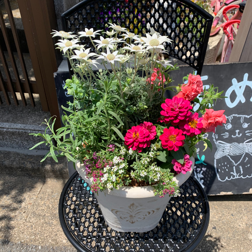 白い鉢にフランネルフラワーと八重咲きペチュニアとジニアの寄せ植え