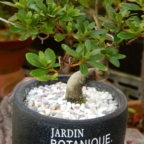 明鏡 サツキ さつき めいきょう ミニ盆栽 小品盆栽 盆栽 盆栽鉢付 送料