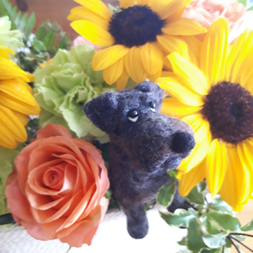 ミニチュアシュナウザー黒 羊毛フェルト manahata 通販 15961531