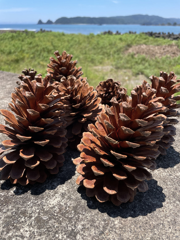 ジャンボ松ぼっくり 7個 その他素材 Karani 通販 15143002｜Creema