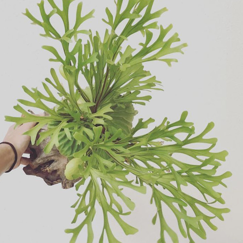 ビカクシダ リドレイとコロナリウム 胞子培養(胞子体) 幼苗 2株 多肉