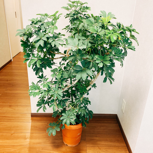 現品］【一点限り】シェフレラ レナータ 曲がり 観葉植物 大型 室内