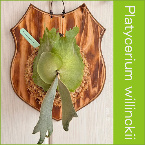 ビカクシダ ウィリンキー 板付 観葉植物 wi03 インテリア 壁掛け 着生