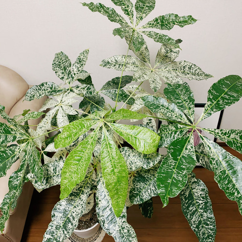 現品］【希少】パキラ 斑入り ミルキーウェイ 接木 8号 幹太 観葉植物