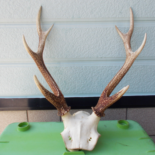 鹿の角 左右対称品 その他インテリア雑貨 手作り君 通販 16513736