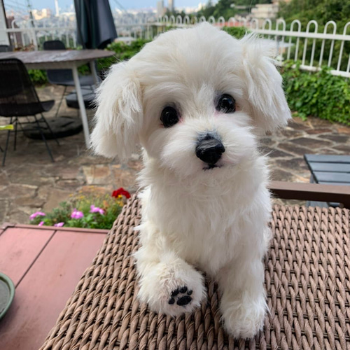 テディドッグ】オーダー マルチーズ ※モヘア生地はプラス価格です