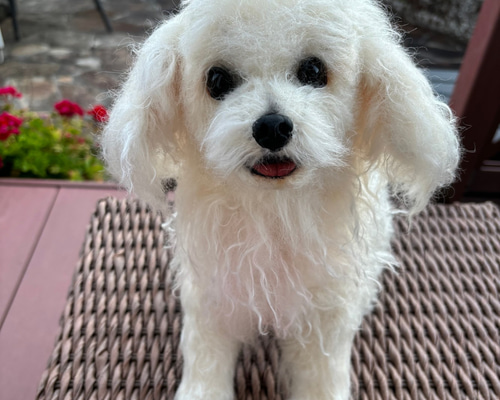 テディドッグ】オーダー マルチーズ ※モヘア生地はプラス価格です