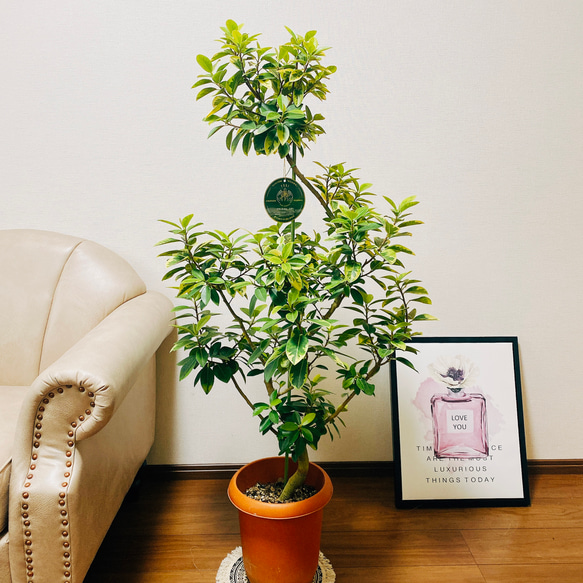 現品］【希少】1番 フランスゴムノキ ユキ 8号 観葉植物 室内 大型