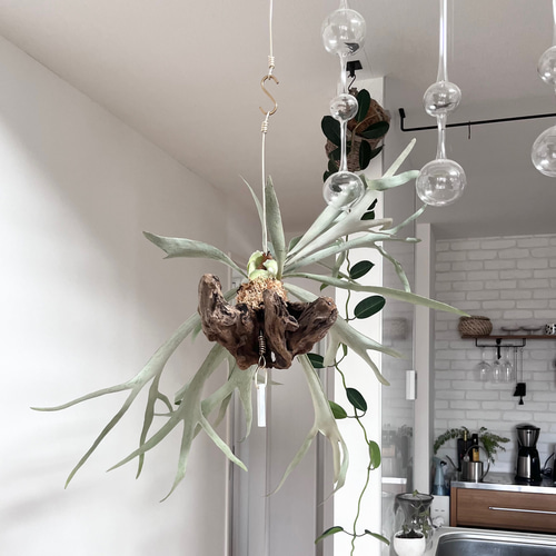 ビカクシダ コウモリラン ビーチー ビーチー群生 流木付け 観葉植物