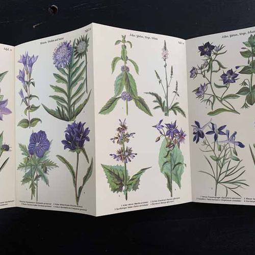 ドイツ植物図鑑 アンティーク復刻 版画 *LULU｜フランス雑貨