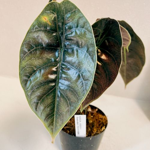 現品］【希少】アロカシア アズラニー 3.5号 観葉植物 室内 レア 光沢