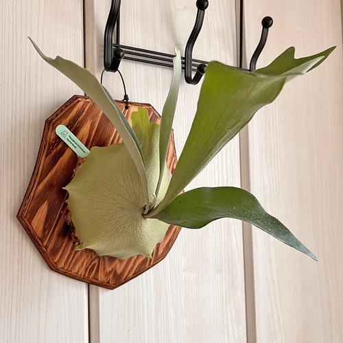 ビカクシダ ネザーランド 板付 観葉植物 壁掛け インテリア コウモリ