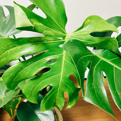 現品］【希少】モンステラ 斑入り 7号 幹上がり 観葉植物 室内 育て