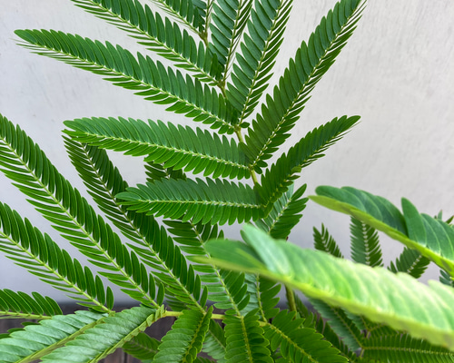 エバーフレッシュ＊オシャレな陶器鉢＊ネムの木＊観葉植物＊ナチュラル