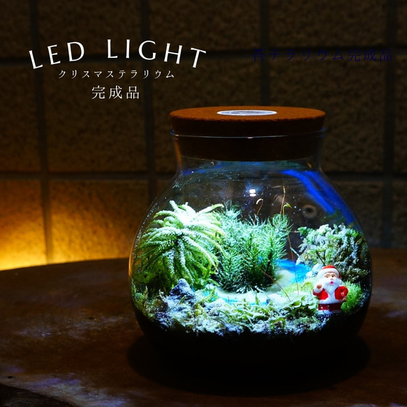 完成品】LEDライト付 ボトルテラリウム 14cm 苔テラリウム 川が続く