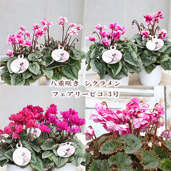 再入荷花苗 八重咲き シクラメン フェアリーピコ 3号 鉢植え 花壇