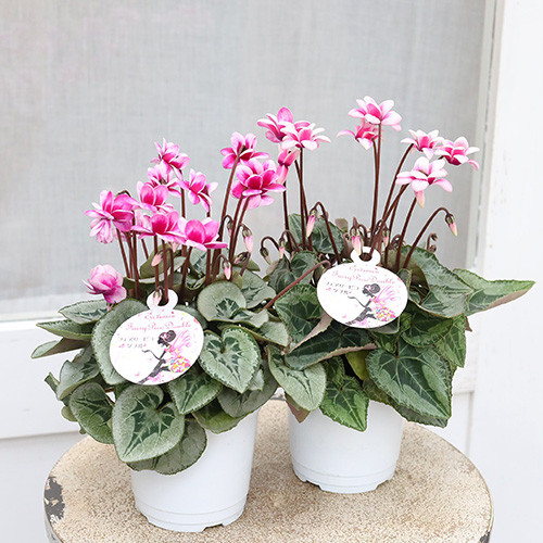 なおさん様 リクエスト 3点 まとめ商品 シクラメン ピポカ フェアリー