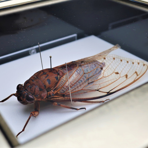 驚大蝉◇テイオウゼミ◇ ライトフレーム 昆虫の標本 その他アート lis