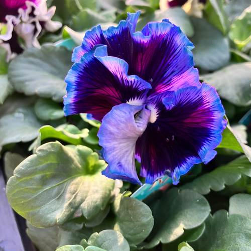 オルキ ブルーシェード4ポットセット♪パンジー♪素敵な八重咲フリル