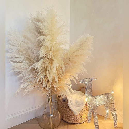 7本セット】最安値 特大 XLサイズ パンパスグラス パンパス ドライ