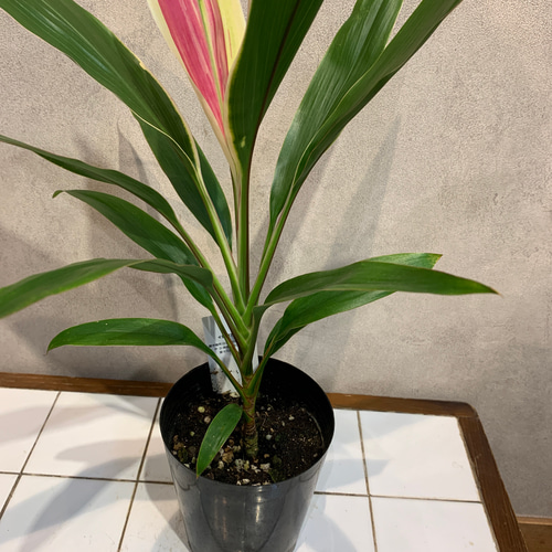 希少❗️ドラセナ❤️コルジルネドリーミー 4号鉢 多肉植物