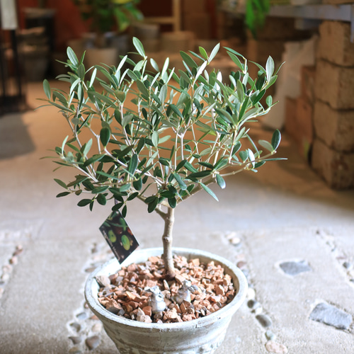 【SOUJU】オリーブの木　ネバディロブランコ　幹極太　No.14 9号鉢 楽天市場】観葉植物 SOUJU（創樹）ブランド：オリーブの木 ネバディロ