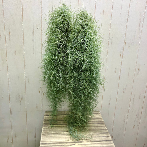 訳あり ボリュームあり チランジア エアープランツ ウスネオイデス