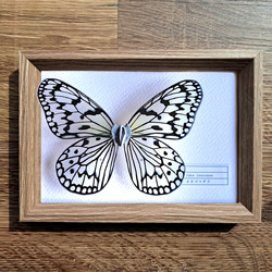 新春価格‼️ツマベニチョウ♂♀標本☆ブータン王国産☆入手困難地域