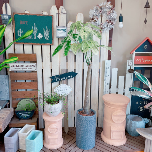 現品♡超レア【大きめ斑入りパキラ】素敵な陶器鉢！希少♡お洒落