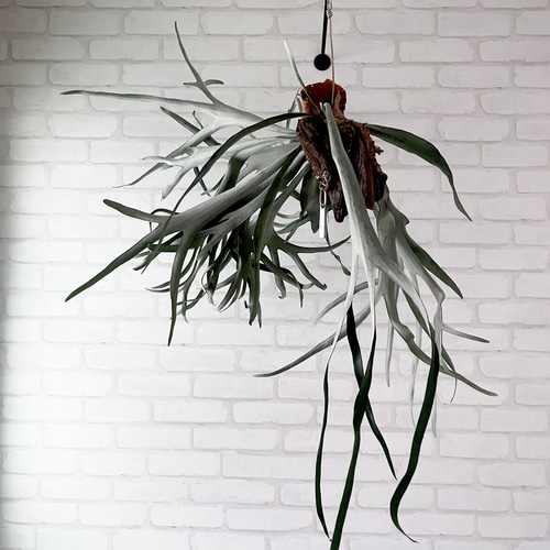 ビカクシダ コウモリラン ビーチー 群生 流木付け 観葉植物 ハンギング