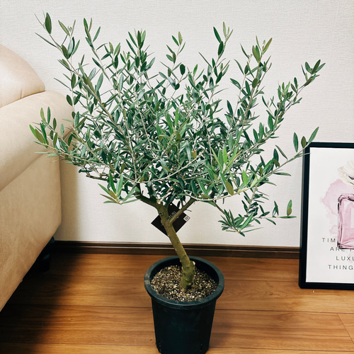 現品］1番 創樹 オリーブ ネバディロブランコ 7号 観葉植物 屋外