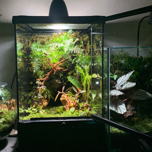 78 苔アート テラリウム イモリウム カエルリウム 完成品 テラリウム