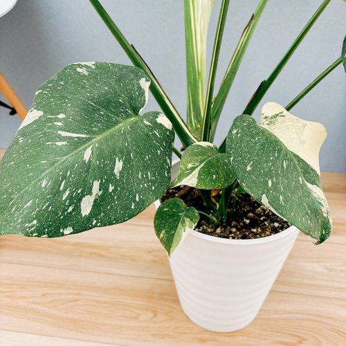 現品］【希少】3番 モンステラ デリシオーサ 斑入り 8号 観葉植物 レア