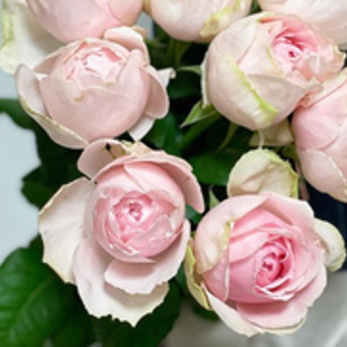 レア切花品種・薔薇☆乙女のドレスを想わせる☆elegant dress☆5号