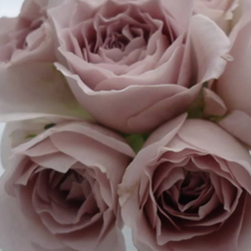 レア切花品種・薔薇☆アンティークピンク☆Sharita Towne☆ペットにも