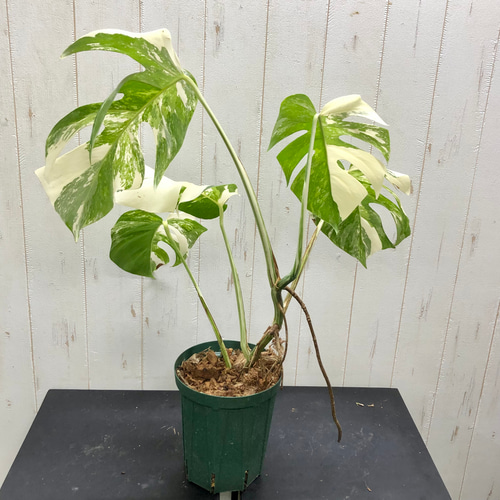 状態良好 斑入り モンステラ ボルシギアナ ホワイトタイガー 1 その他