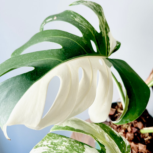 601. 希少 斑入り モンステラ ホワイトタイガー 5号鉢 多肉植物 calm