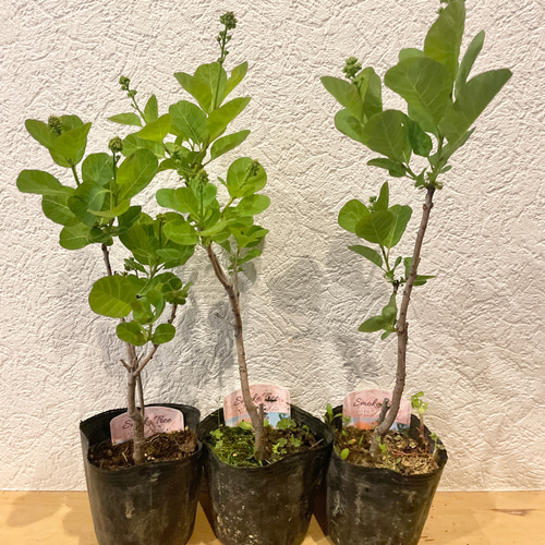 スモークツリー 苗 ロゼシュシュ 苗木 雌株 ドライフラワー 森の小さな