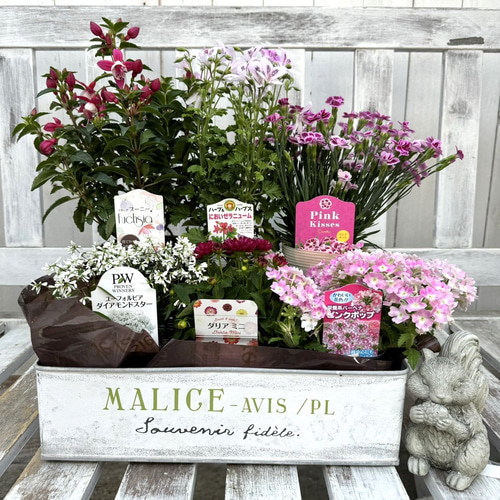 お得！ おまかせ花苗6点セット 花苗セット 花壇 ガーデニング雑貨 花