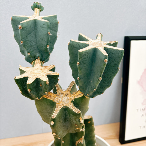 現品］12番 柱サボテン 鬼面角 ブランチ 7号 観葉植物 室内 おしゃれ