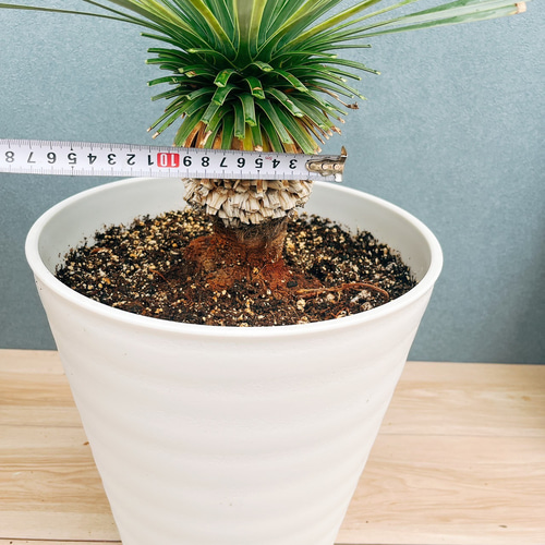 現品］【希少】ユッカ ロストラータ 実生 短葉 幹立 10号 観葉植物