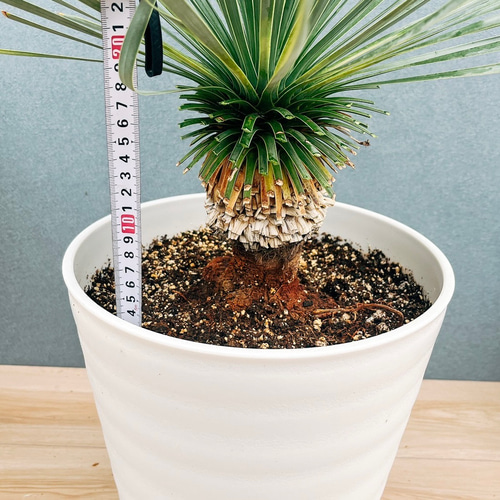 現品］【希少】ユッカ ロストラータ 実生 短葉 幹立 10号 観葉植物