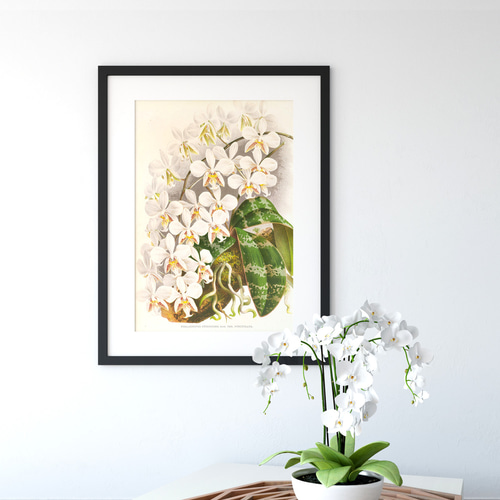 NO.588】白色の胡蝶蘭フラワーアートポスター☆開店祝い癒しリラックス