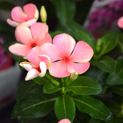 北島園芸さん】ニチニチソウ「びーだま オレンジ」ビンカ 花苗 花 苗