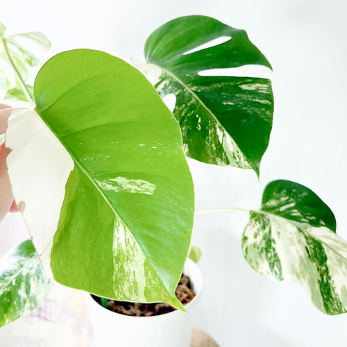 希少】605. 極斑入り モンステラ ホワイトタイガー 観葉植物 多肉植物