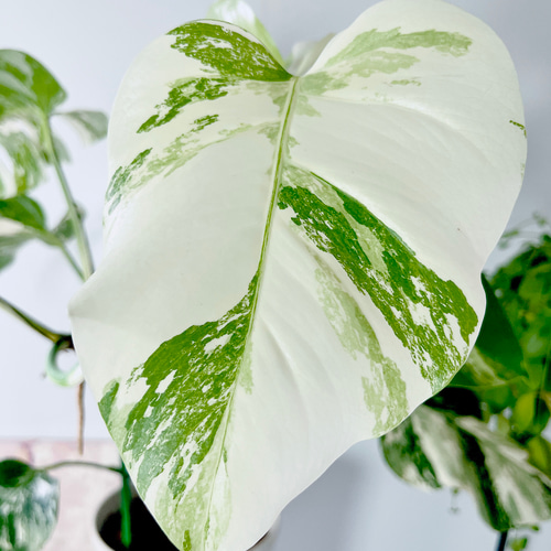 希少】605. 極斑入り モンステラ ホワイトタイガー 観葉植物 多肉植物