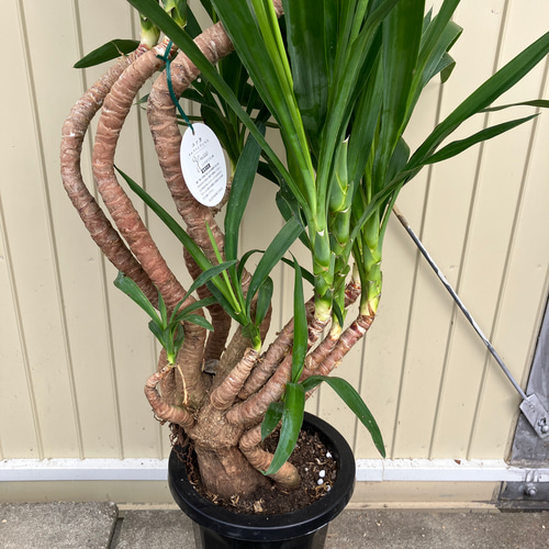 曲がりユッカ エレファンティペス約2メートル 引き取り限定 曲がりの